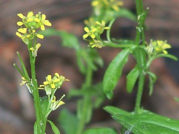 Sisymbrium officinale